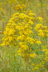 beautiful yellow Ragwort flowers (Senecio jacobaea) growing wild on Salisbury Plain chalklands, Wiltshire UK