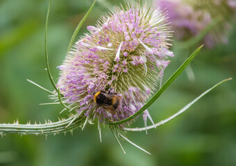 close up of a bumblebee feeding on a Wild Teasel (Dipsacus fullonum) thistle on Salisbury Plain, UK