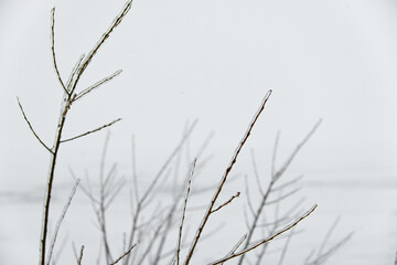 Close-up glittering tree branches with a thick layer of ice. Winter concept.