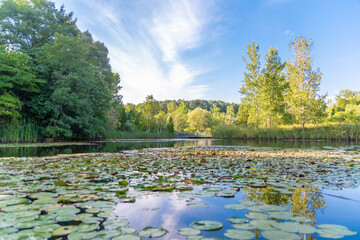 Lush green trees overlook a pond filled with lily pads in a nature preserve on a bright sunny day...