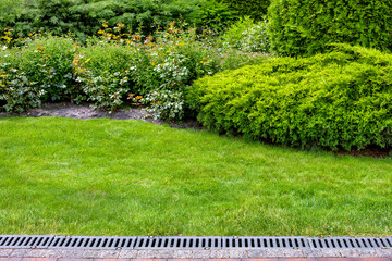 evergreen bush of thuja and roses in a backyard flower bed, landscaping with grate drainage system...