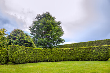 crescent thuja hedge in a garden with trees and a green lawn summer backyard landscape on cloudy...