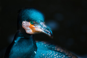 Wildlife photography head of a female peacock, close-up. Nature photography for animal magazines.