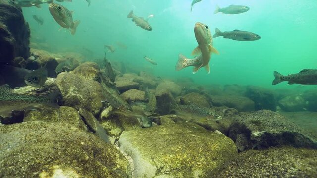 Underwater footage of swimming Rainbow trout, Oncorhynchus mykiss. Big group of trouts. River habitat underwater. Freshwater fish swimming in the clean river. Diving in fresh water. Snorkeling. Steelh