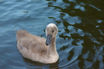 A gray swan chick in a pond in summer