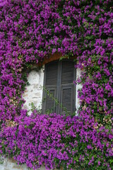 Bougainvillea