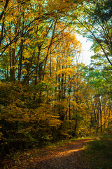 Autumn leaves, IBM Glen, Endwell, NY.