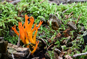 Calocera viscosa-Klebriger Hörnling