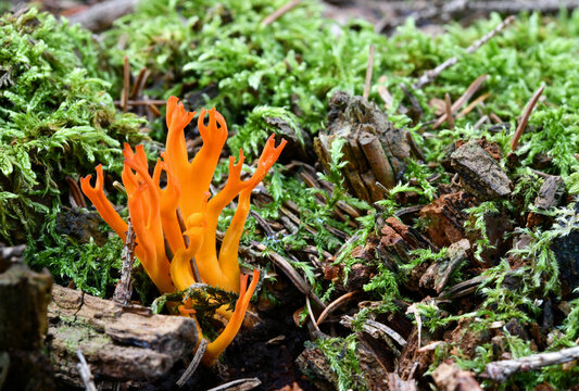 Calocera viscosa-Klebriger H&ouml;rnling