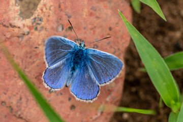 Motyl, lato