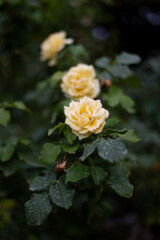 Yellow roses