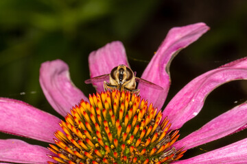 Frontal shot of bee on colorful flower