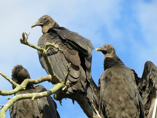 Black Vultures