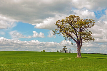 tree on a meadow