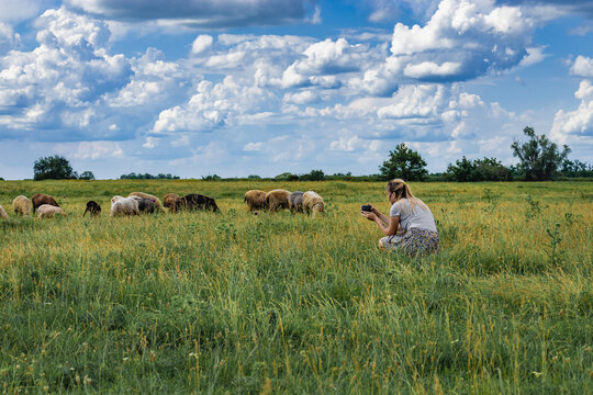 A young girl takes pictures of sheep on a sunny day in a field. Active recreation in nature. A blogger girl takes pictures of sheep on a smartphone.