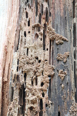 Tunnels chewed into wood by carpenter ants