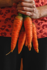 A bunch of fresh juicy orange carrots close-up in women's hands.