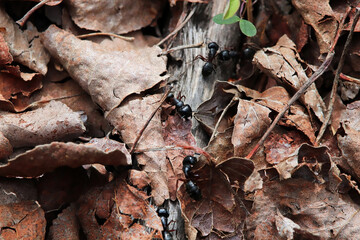Closeup of carpenter ants crawling through leaves