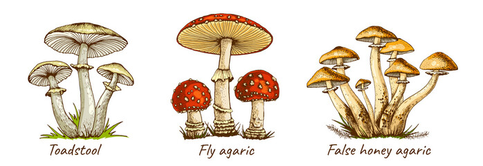 set of drawn various poisonous mushrooms toadstool fly agaric false honey agaric, inedible, flat color illustration, hallucinogenic, medicinal fungus isolated on white background, for design and print - obrazy, fototapety, plakaty