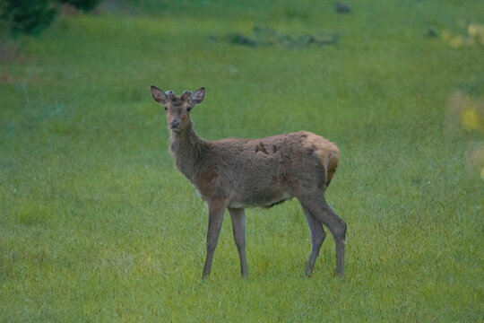Le daguet est un jeune cerf avec ses premiers bois