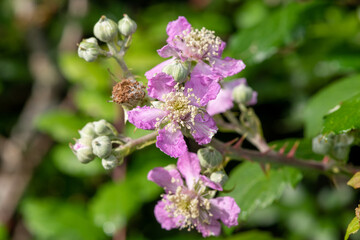Close up of pink flowers on a common bramble (rubus fruticosus) plant