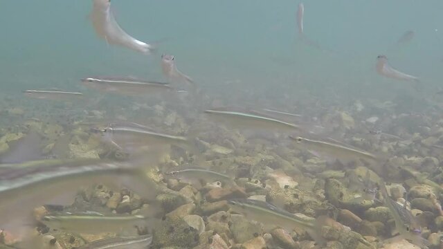Fish swimming under water and darting in current