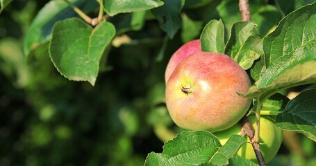 apple fruit on the tree, apple tree, fresh fruit on the branch, leaves on the tree, summer and ripening fruit