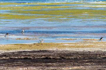 Tuzly Amazonia lagoons with lots of birds in Tuzly Lagoons National Nature Park, Ukraine