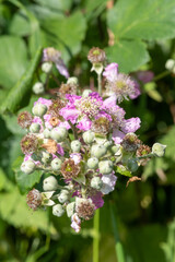 Close up of pink flowers on a common bramble (rubus fruticosus) plant
