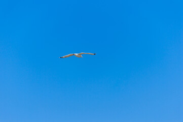 Seagull flying in the sky