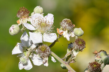 Close up of white flowers on a common bramble (rubus fruticosus) plant