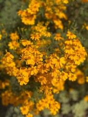 Yellow flowers
