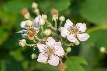Close up of white flowers on a common bramble (rubus fruticosus) plant