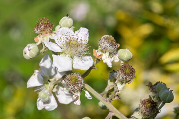 Close up of white flowers on a common bramble (rubus fruticosus) plant