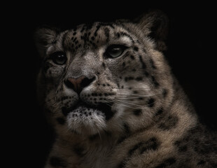 Snow leopard portrait on a black background.