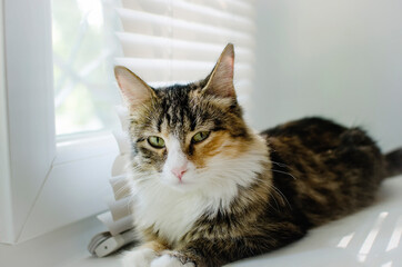 A fluffy mongrel cat lies on the windowsill.