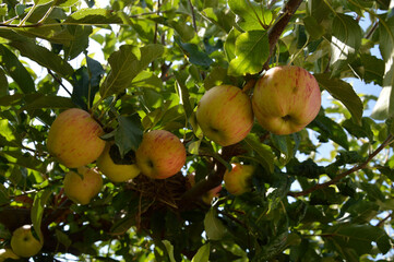 Conjunto de manzanas amarillas y naranja en el arbol sin coger. Agrupadsa de forma lineal rodeadas de hojas verdes.