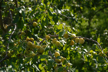 Grupo de manzanitas. Manzanitas verdes y amarillas muy pequeñitas sin madurar sujetas en una ramita rodeada de hojas verdes