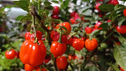 pepper and peppers