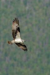 osprey in flight