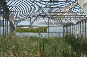Fototapeta premium Foto interior de un invernadero abandonado en Andosilla