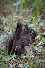 squirrel in the grass