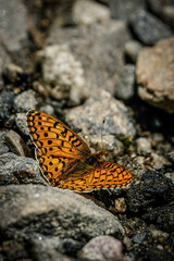 butterfly on stone