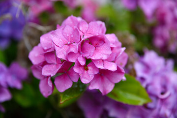 Fototapeta premium Au rendez-vous parfumé