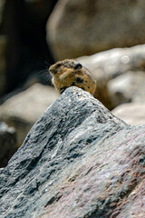 marmot in the mountains