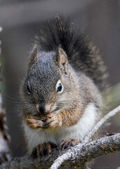 squirrel eating nut