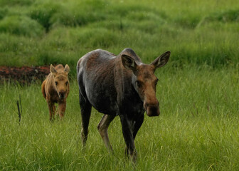 horse in the meadow