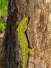 Green little lizard with a long tail in the forest