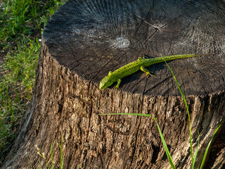 Common wall lizard, green wall lizard in the forest, close-up, reptiles
