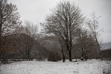 Obraz premium Winter trees in mountains covered with fresh snow. Beautiful landscape with branches of trees covered in snow. Mountain road in Caucasus. Azerbaijan